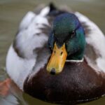 Joan Morris: Os patos prosperam na piscina Sunnyvale; Sua saudação é fina