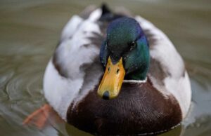 Joan Morris: Os patos prosperam na piscina Sunnyvale; Sua saudação é fina Joan Morris: Os patos prosperam na piscina Sunnyvale; Sua saudação é fina