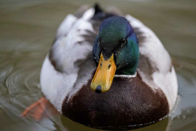 Joan Morris: Os patos prosperam na piscina Sunnyvale; Sua saudação é fina


