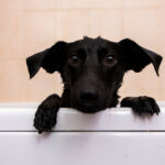 Labrador tomou "tomar um banho" para si mesmo para aproveitar a internet