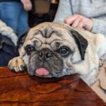 A família de tiro de Ruislip, oeste de Londres, foi deixada destruída depois que seu cachorro Ozzie foi roubado durante um assalto violento