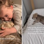Lágrimas como o cachorro ainda espera que o melhor amigo retorne um ano depois que ela morreu
