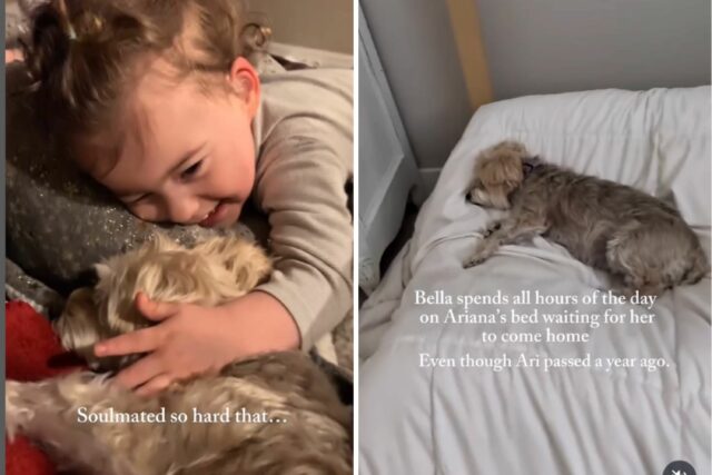 Lágrimas como o cachorro ainda espera que o melhor amigo retorne um ano depois que ela morreu

