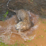 Leopard encontrado na selva da moeda de Caharar em Junar
