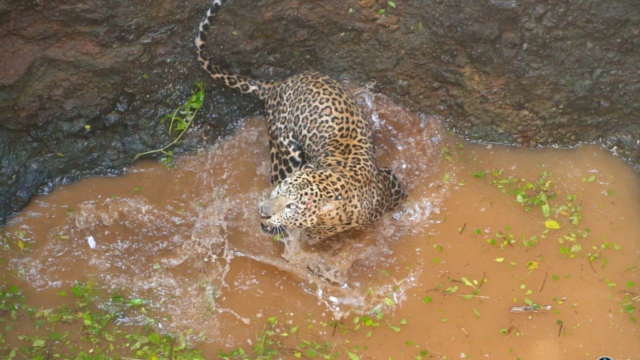 Leopard encontrado na selva da moeda de Caharar em Junar

