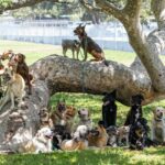 Lopez: meses depois, nossos animais de estimação ainda têm os custos de nossos incêndios