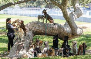 Lopez: meses depois, nossos animais de estimação ainda têm os custos de nossos incêndios Lopez: meses depois, nossos animais de estimação ainda têm os custos de nossos incêndios