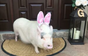 Lucy Staten Island Porco permitiu ficar em casa depois do prefeito de Adams OK Lucy Staten Island Porco permitiu ficar em casa depois do prefeito de Adams OK