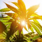 Lure no verão: junho de 2025 Tendências de cannabis que você precisa saber