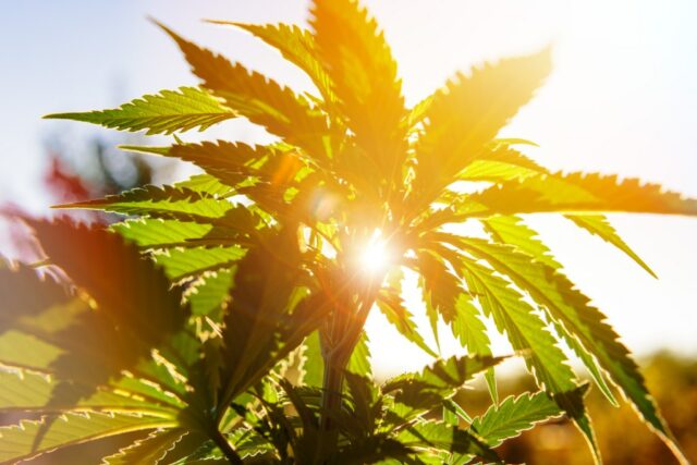 Lure no verão: junho de 2025 Tendências de cannabis que você precisa saber

