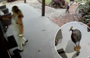 Mãe e filho estão estreitamente com espécies mortais de pássaros com um pesadelo que compete com Freddy Krueger Mãe e filho estão estreitamente com espécies mortais de pássaros com um pesadelo que compete com Freddy Krueger