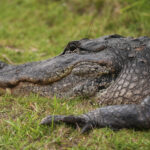 Mag celebridades o 'Alcatraz' Alcatraz 'Alligator' - 'votou exatamente isso'