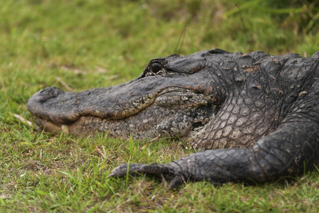 Mag celebridades o 'Alcatraz' Alcatraz 'Alligator' - 'votou exatamente isso'

