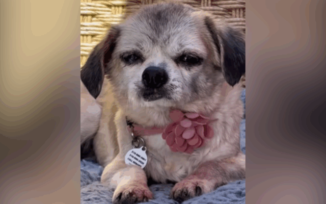 Microchip de cães sênior traz um refúgio ao proprietário, mas uma reviravolta cruel está esperando

