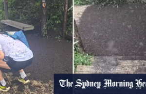 Milhares “Love Bugs ‘inundações da Coréia do Sul Milhares "Love Bugs 'inundações da Coréia do Sul