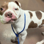 Mistério envolve um cão de refúgio com o rosto tão único que ele agora é chamado de 'Picasso'