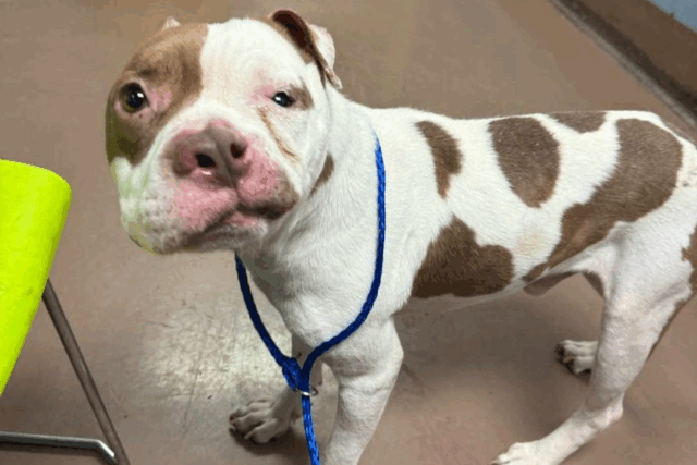 Mistério envolve um cão de refúgio com o rosto tão único que ele agora é chamado de 'Picasso'

