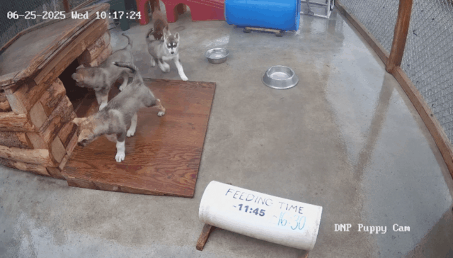 Mova -se em torno dos ursos gordos: os filhotes de Denali são novos favoritos da webcam

