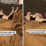 Mulher vê o que o filhote de cachorro adotivo faz em casa, entenda que finalmente parece "seguro"