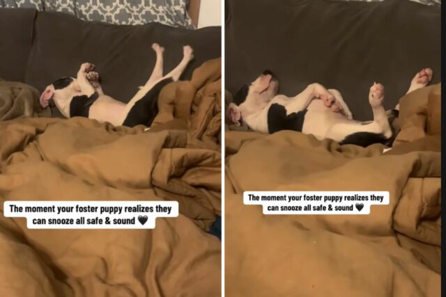 Mulher vê o que o filhote de cachorro adotivo faz em casa, entenda que finalmente parece "seguro"

