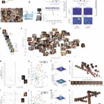 Neurônios individuais na amígdala e hipocampo codificam recursos visuais que podem ajudar