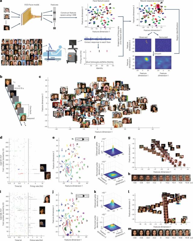 Neurônios individuais na amígdala e hipocampo codificam recursos visuais que podem ajudar