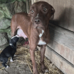 O cachorro da mãe "deu a todos" para que os filhotes pudessem viver - agora é a sua vez