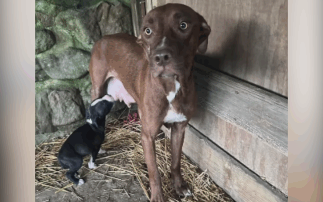 O cachorro da mãe "deu a todos" para que os filhotes pudessem viver - agora é a sua vez

