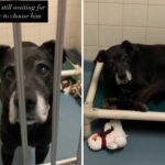 O cachorro de 12 anos saiu para o refúgio para a família da família, onde você foi "