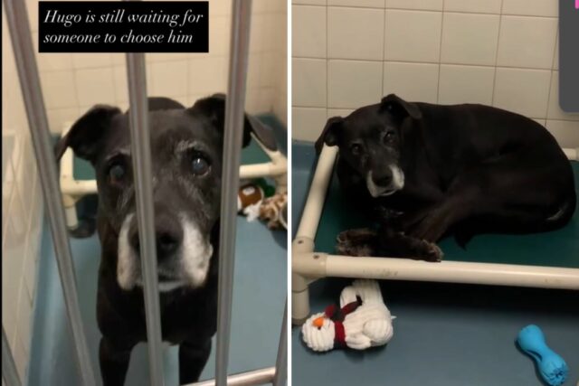 O cachorro de 12 anos saiu para o refúgio para O cachorro de 12 anos saiu para o refúgio para a família da família, onde você foi "
