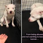 O cachorro de backup estava tão assustado que eu não podia deixar a giz - agora é irfarnável