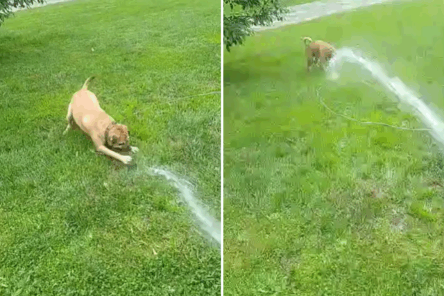 O cachorro de backup que ama o jogo com a água ganha a semana

