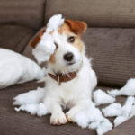 O cachorro de cozinha em sofá-tears enquanto o proprietário revela o motivo pelo qual