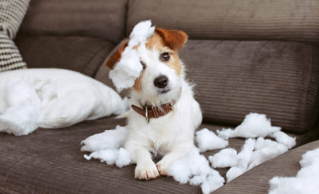 O cachorro de cozinha em sofá-tears enquanto o proprietário revela o motivo pelo qual

