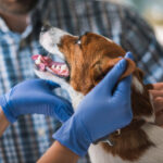 O cão ansioso leva 'Feliz visita' em veterinários com animais de estimação e características depois do melodown