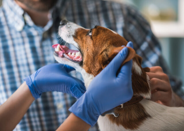 O cão ansioso leva 'Feliz visita' em veterinários com animais de estimação e características depois do melodown

