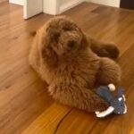 O dono de Golder pede a Groomer 'Teddy Bear Chic' - não posso acreditar