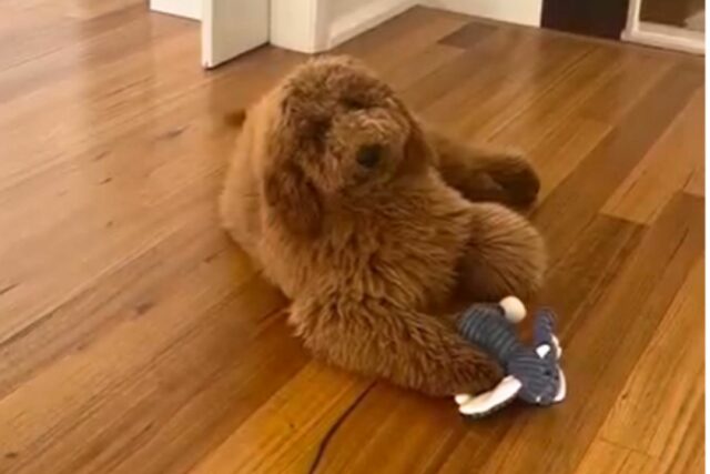 O dono de Golder pede a Groomer 'Teddy Bear Chic' - não posso acreditar

