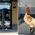 De acordo com a Organização de Resgate de Animais, a galinha recorrente vagou pela porta da frente de Iowa Buffalo Wild Wings.