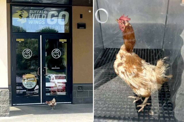 De acordo com a Organização de Resgate de Animais, a galinha recorrente vagou pela porta da frente de Iowa Buffalo Wild Wings. 