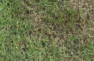 O gramado seca. Como fazer o gramado verde? O gramado seca. Como fazer o gramado verde?