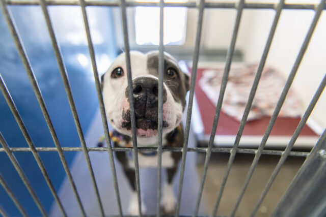 O homem está viajando para 400 milhas para dar uma casa para um cão de abrigo para sempre

