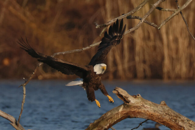 O médico discute a cirurgia de peixe que salvou a vida de Eagle Bald

