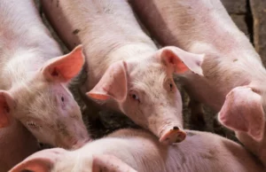 O primeiro incêndio ASF foi descoberto. Uma zona ameaçadora foi anunciada O primeiro incêndio ASF foi descoberto. Uma zona ameaçadora foi anunciada