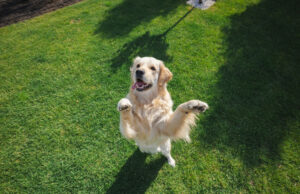 O que renderizadores de renderizações “Golden” Rendear “fazem durante o jogo de tempo de reprodução O que renderizadores de renderizações "Golden" Rendear "fazem durante o jogo de tempo de reprodução