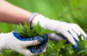 O que você não rega a urtiga da urtiga? O que você não rega a urtiga da urtiga?