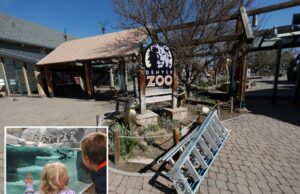 O zoológico de Denver fecha cedo no fim de semana para impedir o download de adolescentes selvagens com uma tendência inspirada em Tiktok O zoológico em Denver fechou no início do sábado antes do adolescente planejado