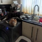 Um par de OAP que possuía 43 pedigrees em uma casa de cocô e cocô foi culpada de um crime de bem-estar animal. Foto: Os gatos da casa