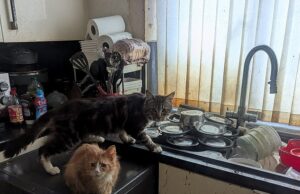 OAP-PAIRS REALIZADOS ALIGAR 43 PEDIMENTOS EM UMA CASA COOMENTE DE COO, CUILENTE DE CRIME DO CRIME DE PERMELHO ARIMAL Um par de OAP que possuía 43 pedigrees em uma casa de cocô e cocô foi culpada de um crime de bem-estar animal. Foto: Os gatos da casa