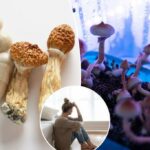 Os cientistas descobrem que apenas uma dose de "cogumelos mágicos" pode aliviar a depressão